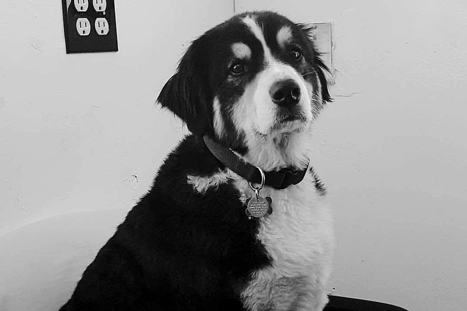 Black and white portrait of the shop dog sitting on an office chair
