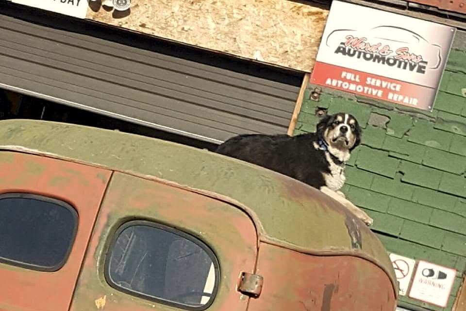 The shop dog perched on an old truck cab beside the shop sign